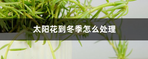 太阳花到冬季怎么处理